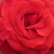 Galben-roșu - Trandafir teahibrid - Kalotaszeg
